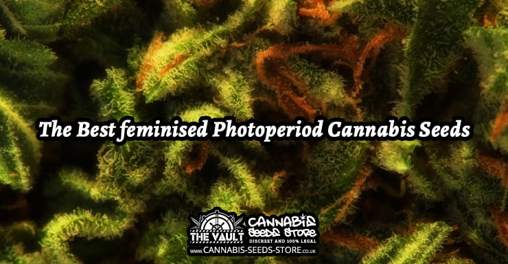 Feminized Seeds Sale