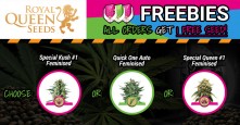 RQS - Royal Queen Seeds