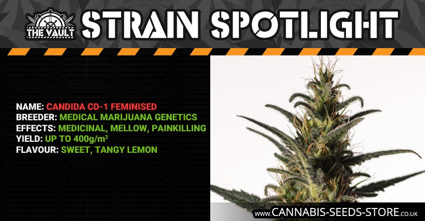 Candida CD1 Feminised by Medical Marijuana Genetics