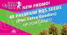 Royal Queen Seeds Promotion