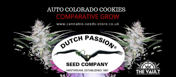Dutch Passion