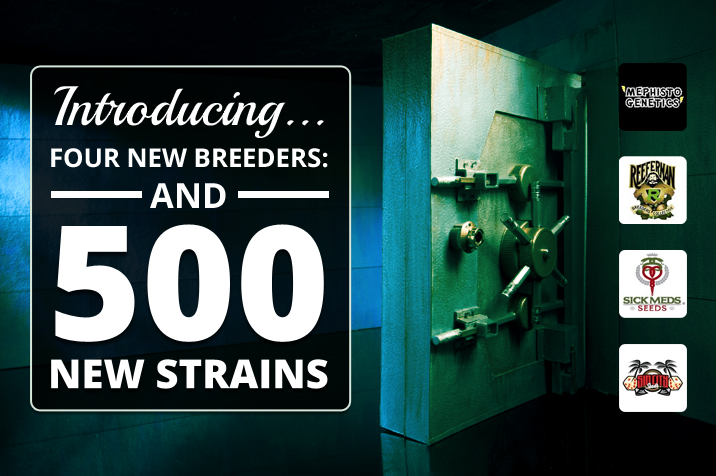 Introducing Four New Breeders and 500 New Strains blog content image1
