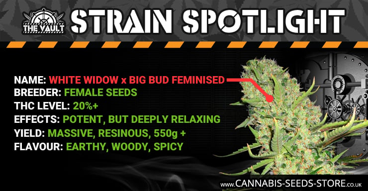 Strain Spotlight WWxBB Blog