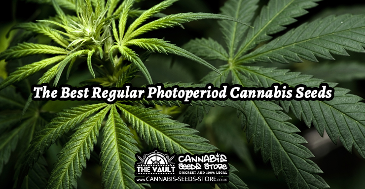The Best Regular Photoperiod Cannabis Seeds