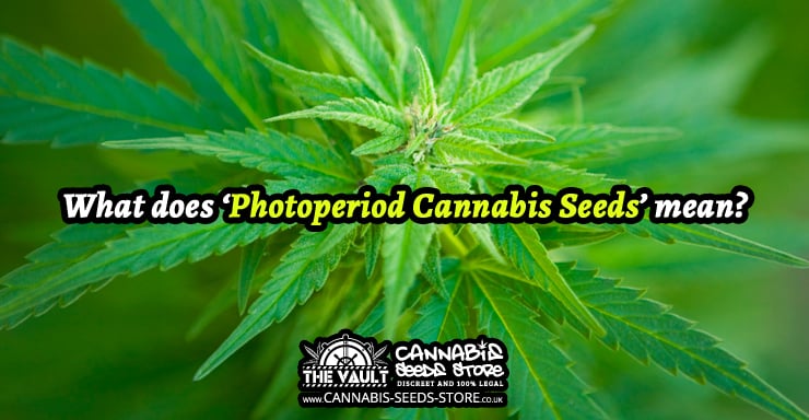 What does Photoperiod Cannabis Seeds mean