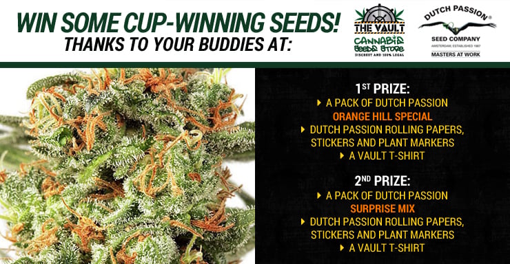 Bag some cup-winning seeds with Dutch Passion and The Vault_Blog_Promo