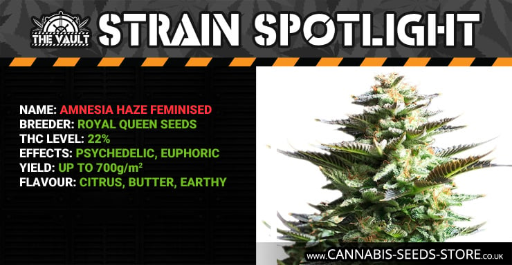 Strain Spotlight AH Blog