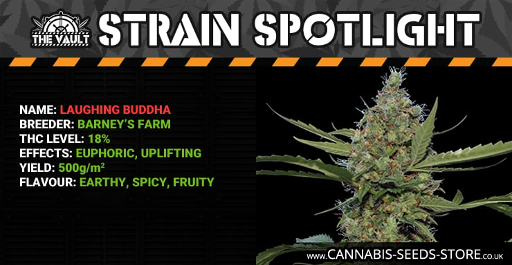 Strain Spotlight LB Blog1