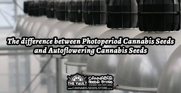 The difference between Photoperiod Cannabis Seeds and Autoflowering Cannabis Seeds