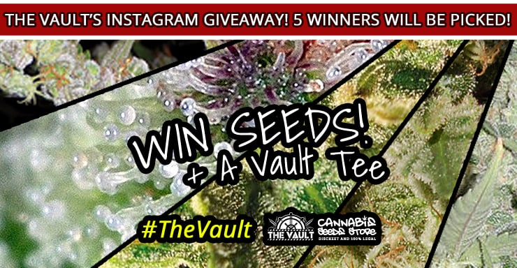 Vault Instagram Blog Promo