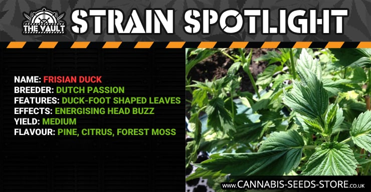 Strain Spotlight FD Blog