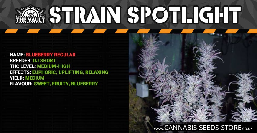 Strain Spotlight Blueberry Facebook