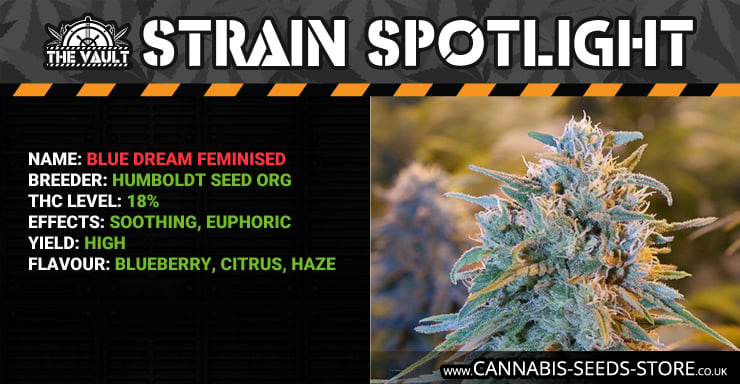 Strain Spotlight BD Blog