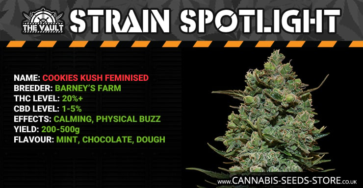 Strain Spotlight CK Blog