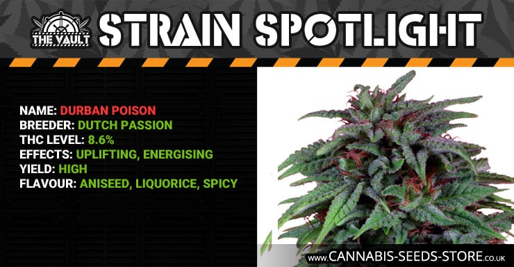 Strain Spotlight DP Blog