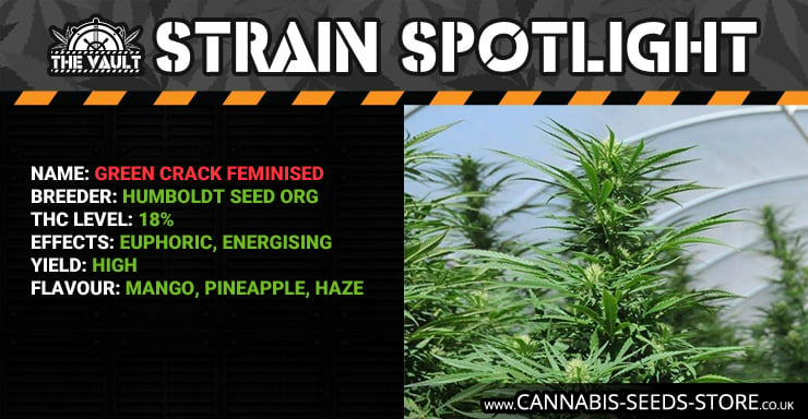 Strain Spotlight GC Blog