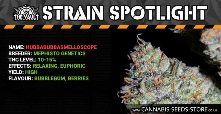 Strain Spotlight HB Blog