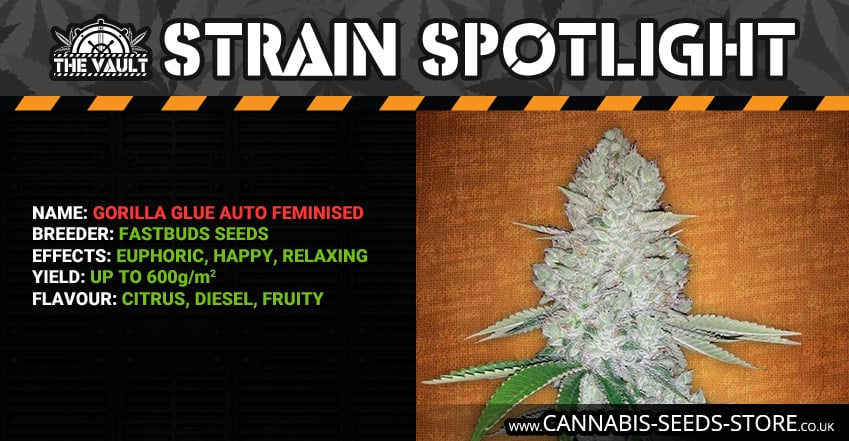 Strain Spotlight Gorilla Glue