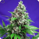 Killer Kush Fast Version Feminised Seeds