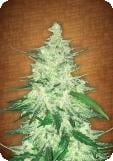CBD Crack Auto