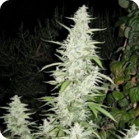 Maroc Feminised Seed