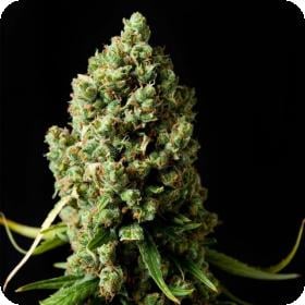 Skunk 