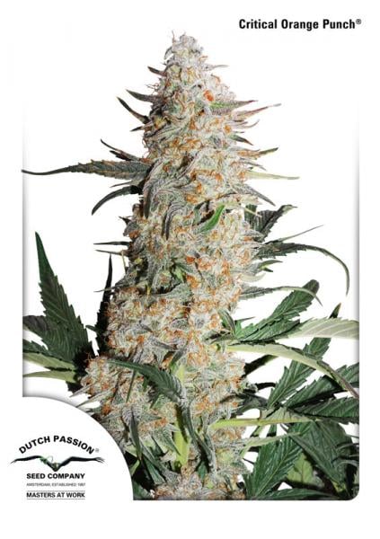 Critical Orange Punch Cannabis Seed