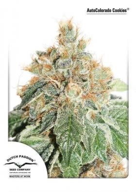 Dutch Passion Cannabis Seeds