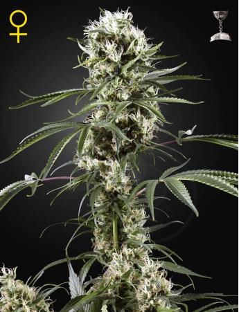 Cannabis Seeds