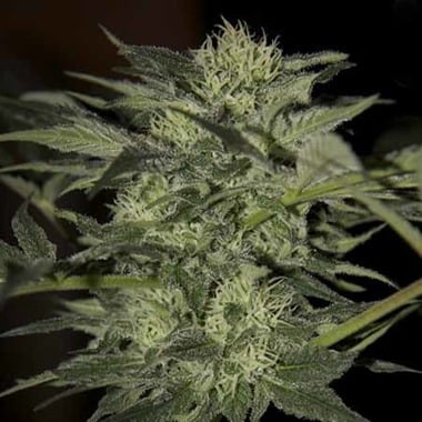 Seedsman Seeds