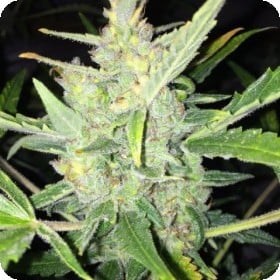 Auto White Widow x Big Bud