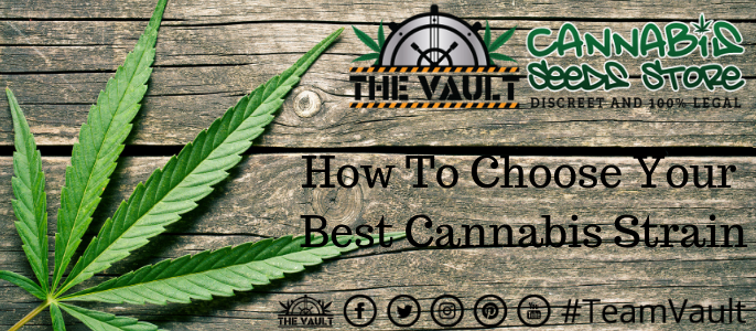 Which Cannabis Seed Strain