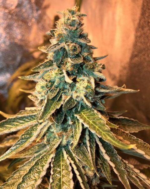 Chem OG Cannabis Seeds