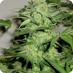 Northern Lights Auto Feminised
