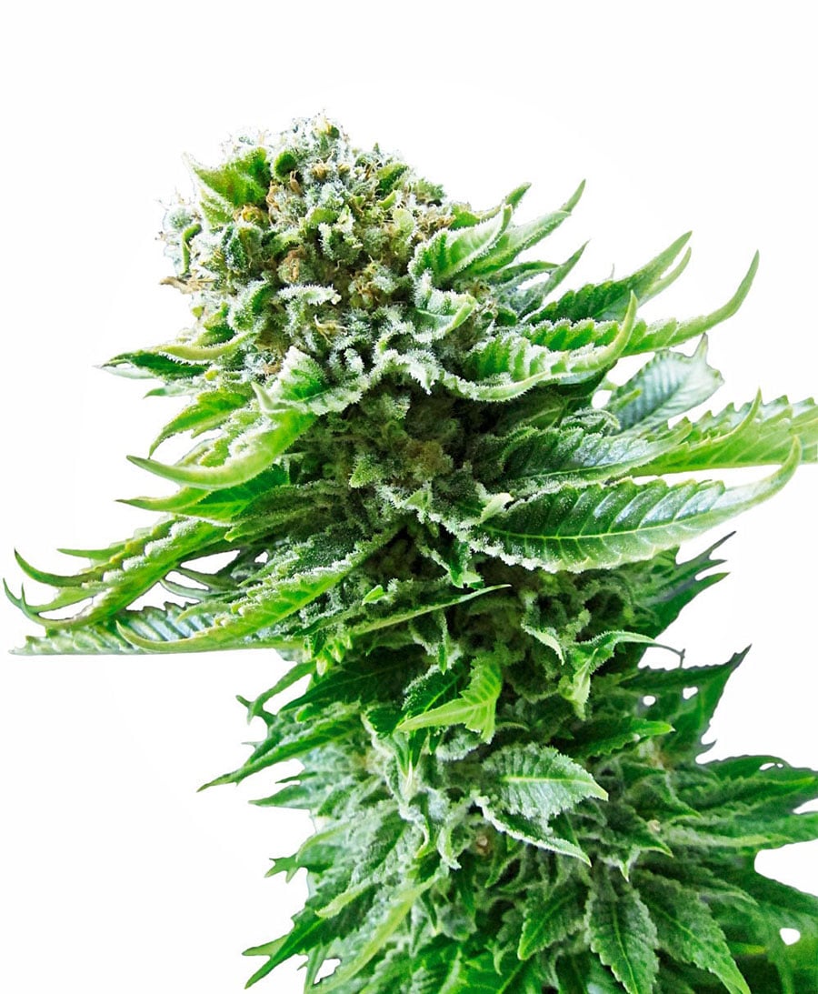 Northern Lights AUTO Feminised Seeds