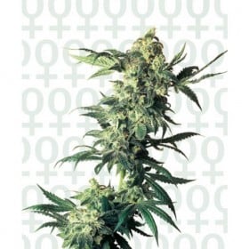 Northern Lights Feminised Seeds