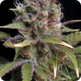 Power Africa Feminised Seeds