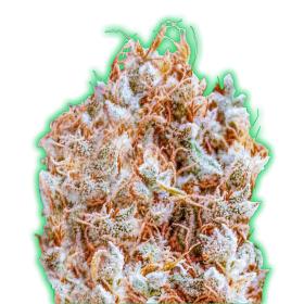 Monster Zkittles Feminised Seeds