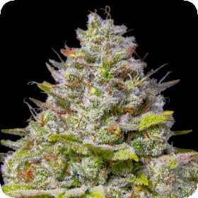 Blue Gelato 41 Feminized