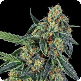 Cookies Kush