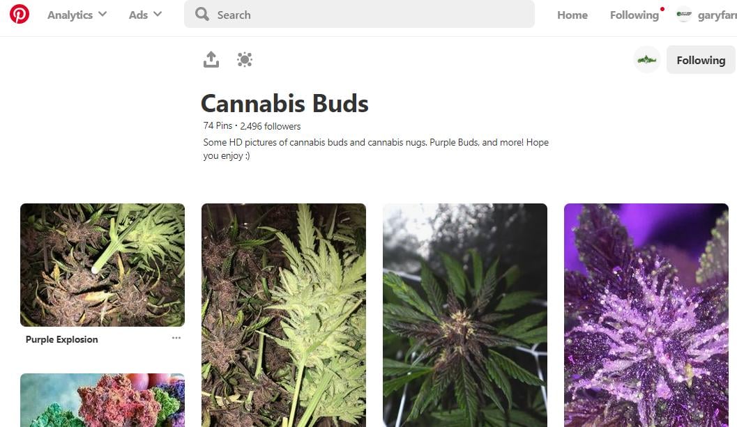 Cannabis Buds