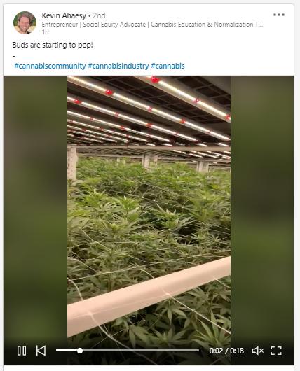 Cannabis content on Linkedin