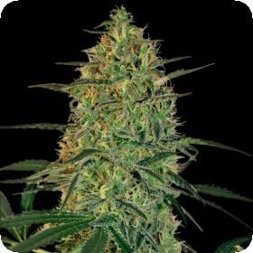 Malana Bomb Auto