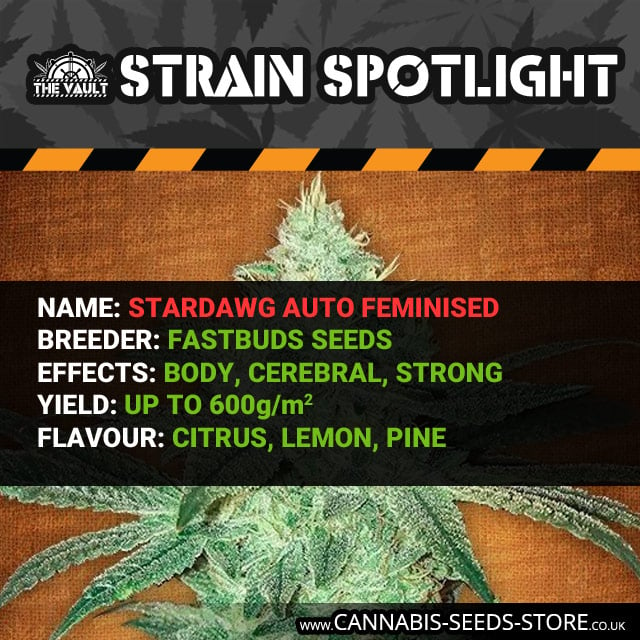 Strain Spotlight Stardawg 1080