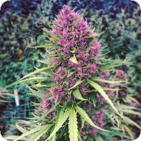 Good Shit Feminised Cannabis Seeds 