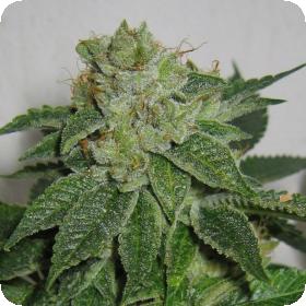 MK Ultra Feminised Seeds