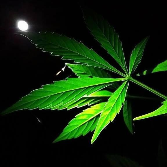 420 Lifestylers 420 Lifestylers