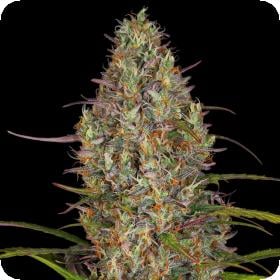 Glue Gelato Auto Feminised Seeds 