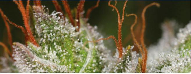 Grow weed easy Grow weed easy