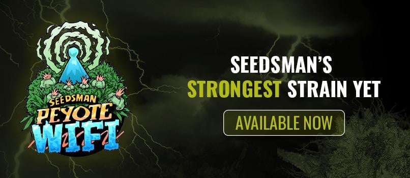 Peyote Wifi Cannabis Seeds from Seedsman